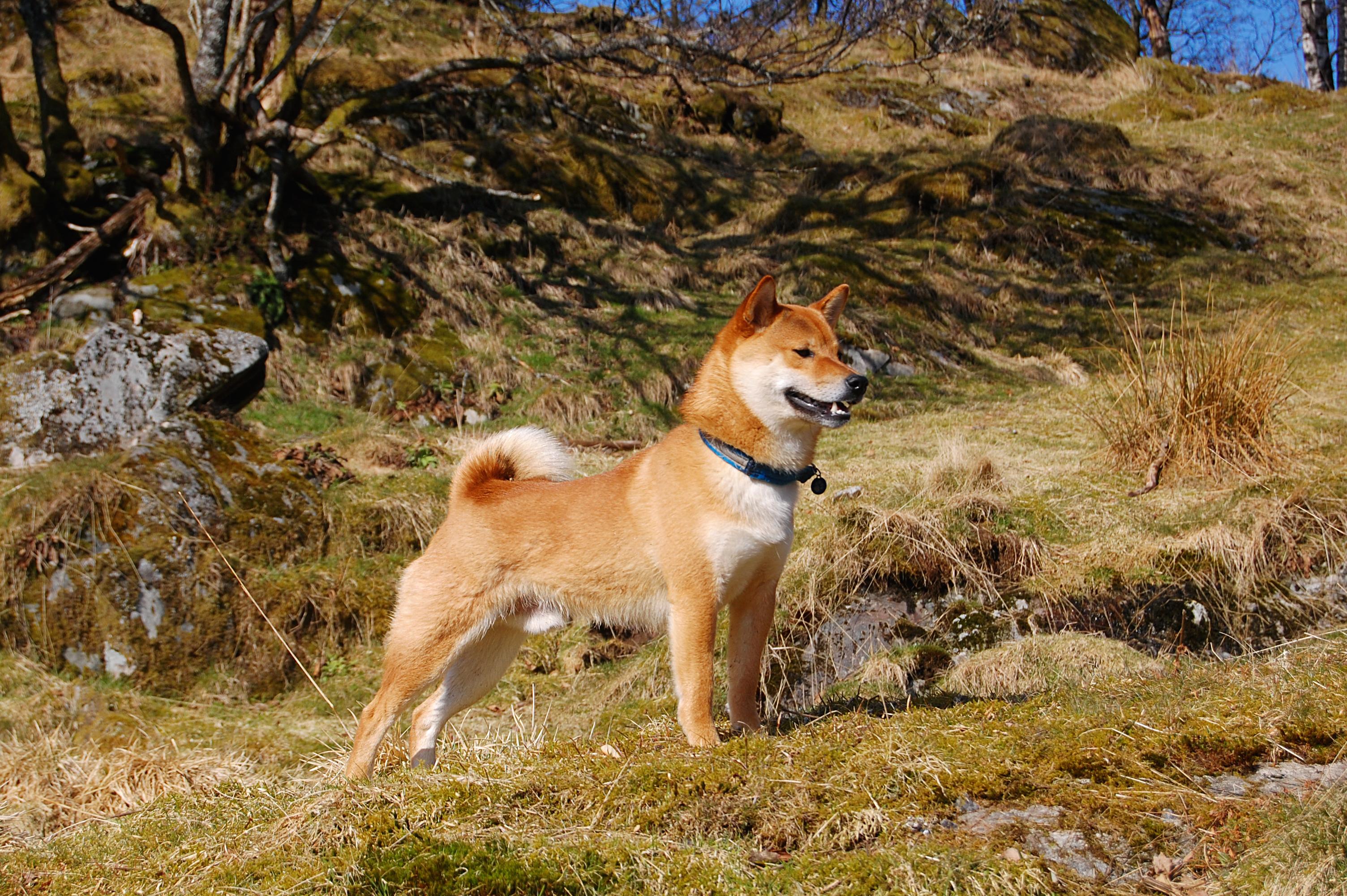 Sorry you have an old browser. Here's a picture of a puppy.